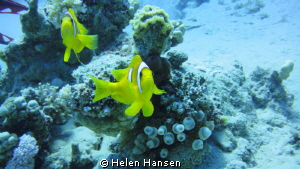 clown fish by Helen Hansen 